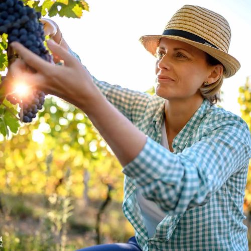 woman-picking-grapes