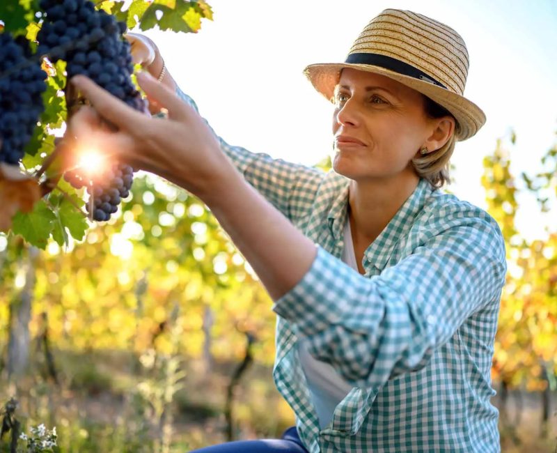 woman-picking-grapes